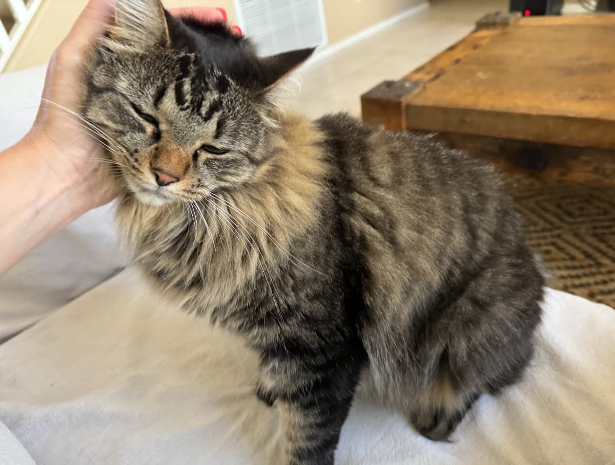 4Paw Sitting LLC
