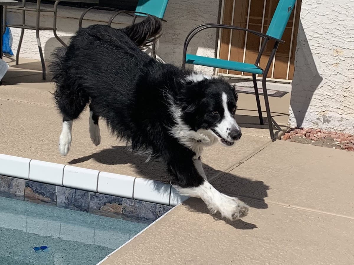4Paw Sitting LLC photo 2
