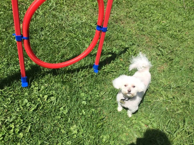 Doggy Has It