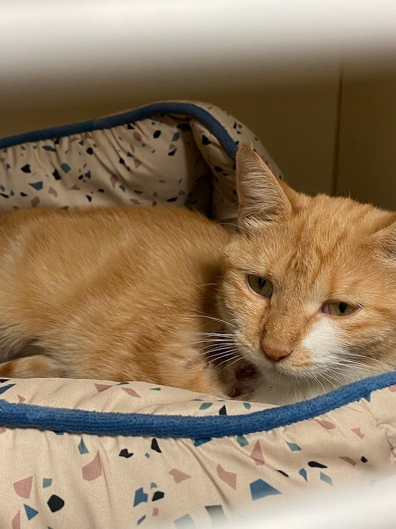 Anderson Humane photo 2