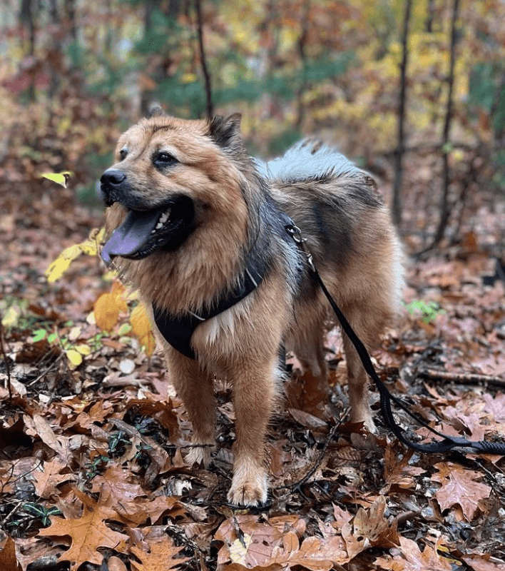 Tails N’ Trails Pets