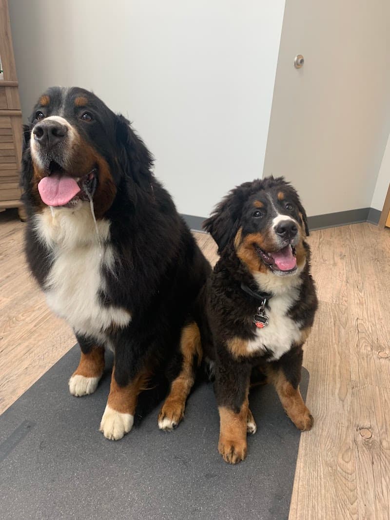 Silver Spring Animal Wellness Center photo 3