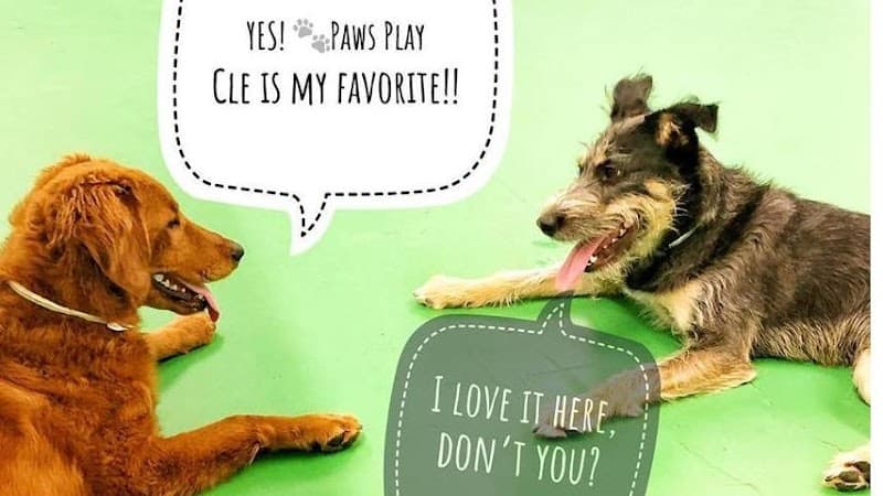Max & Alayna's Paws Play