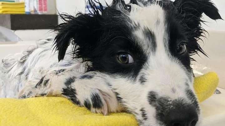 Community Bark Dog Wash & Groom