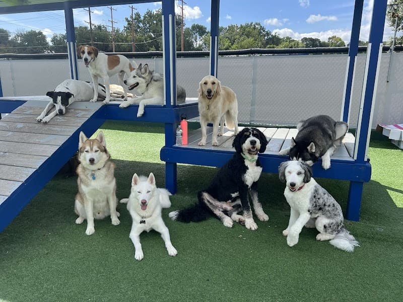 Happy Dogs MKE