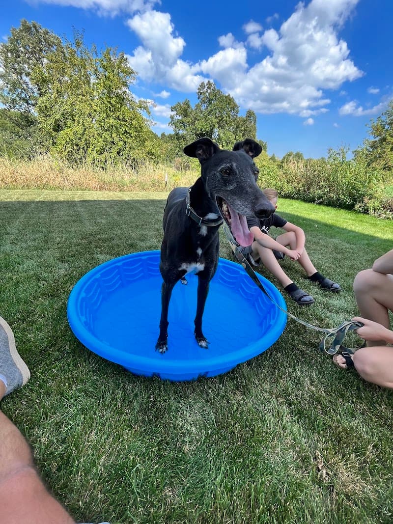 Greyhounds Only