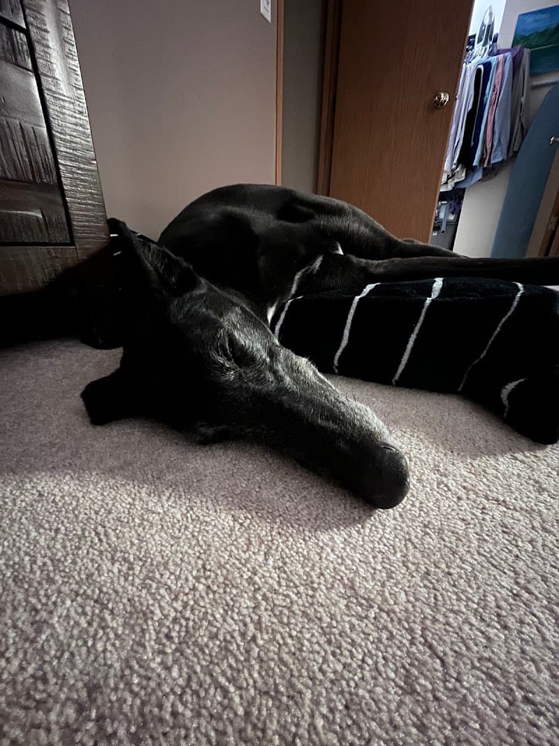 Greyhounds Only photo 2