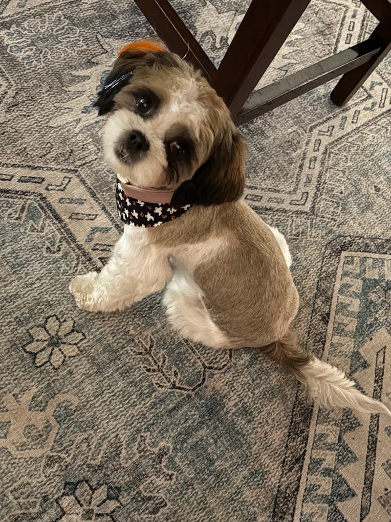 Bailey's Bark