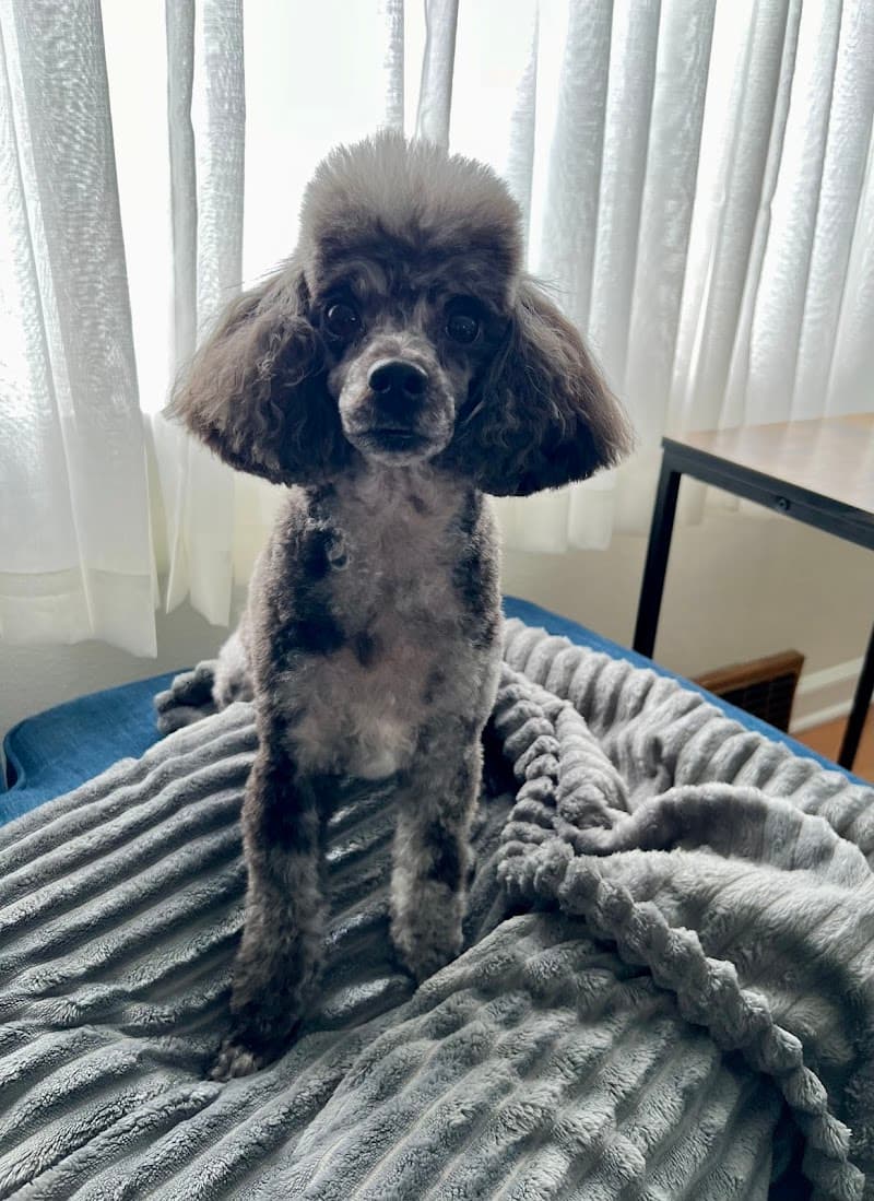 Fancy Pants Pet Salon photo 2