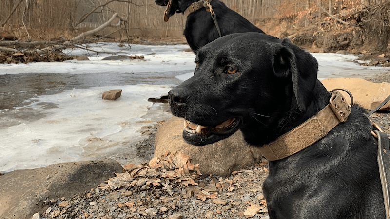 Turning Point Dog Training