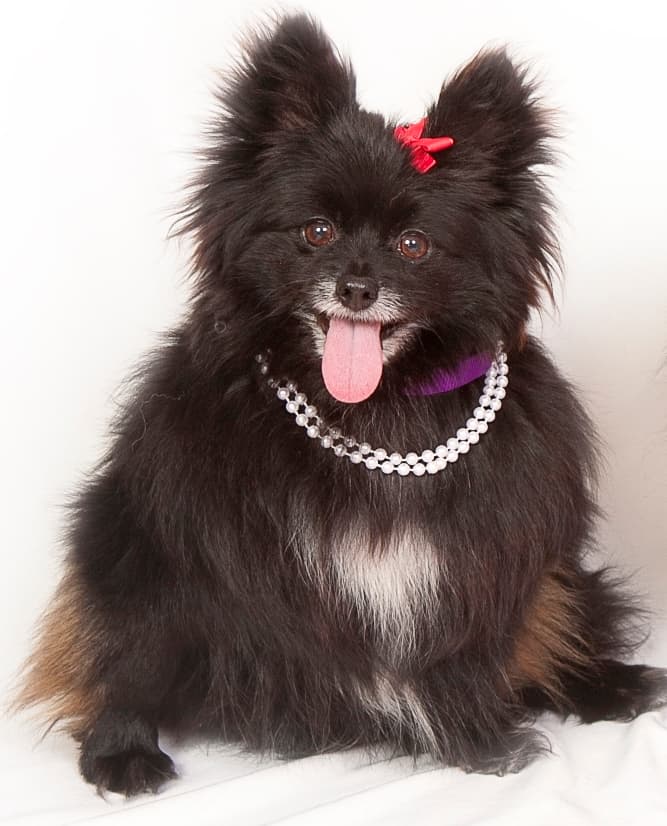 The Sanctuary For Senior Dogs photo 2