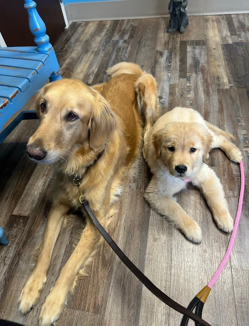 All-Star Veterinary Clinic photo 2