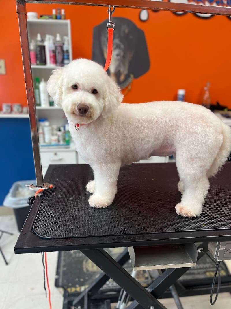 Raw Dogs Grooming