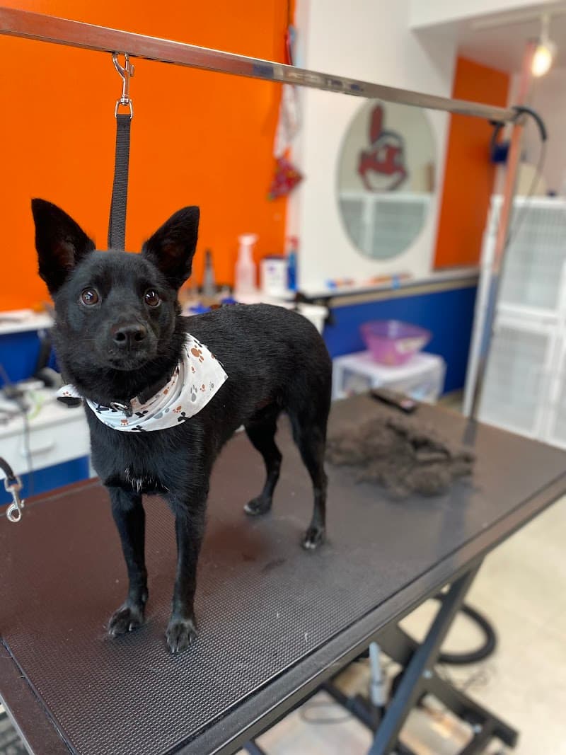 Raw Dogs Grooming photo 2
