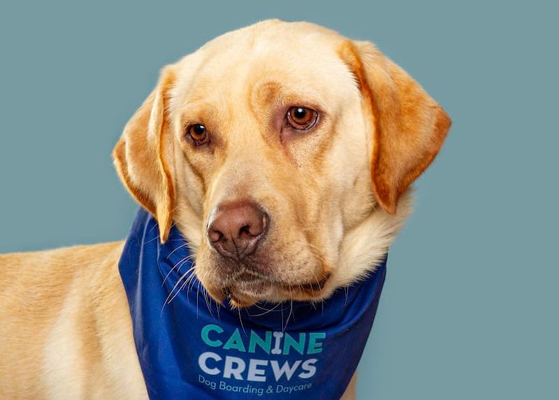 Canine Crews