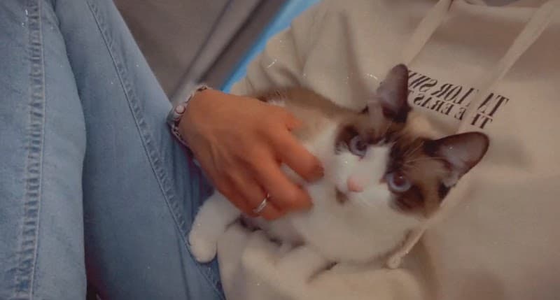 Friends for Animals of Metro Detroit photo 3