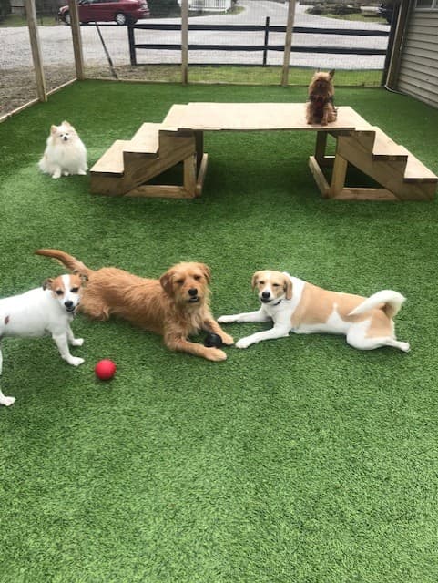 Misty Glen Country Retreat for Dogs