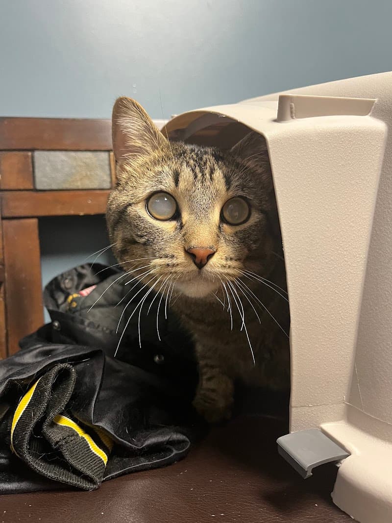 Animal Emergency & Referral Center of Minnesota