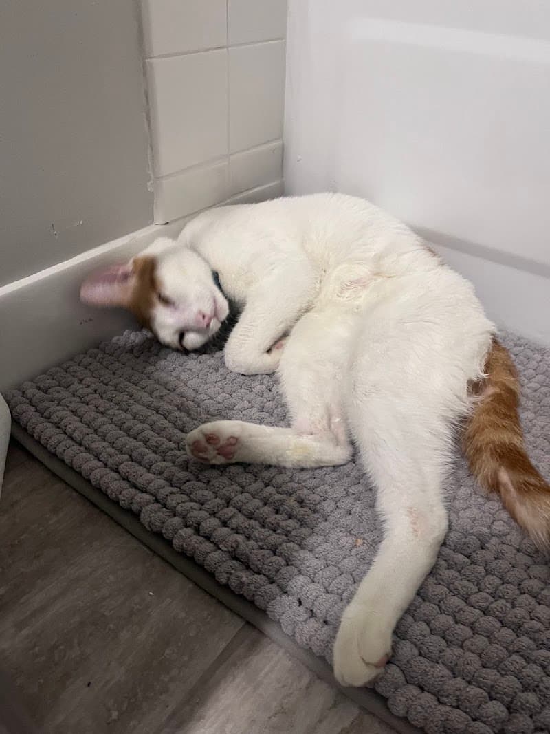 Animal Emergency & Referral Center of Minnesota photo 2