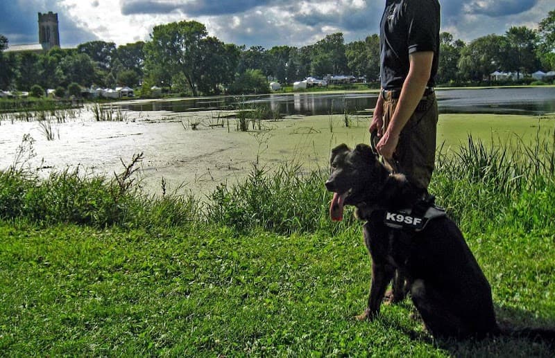 Karma Dog Training