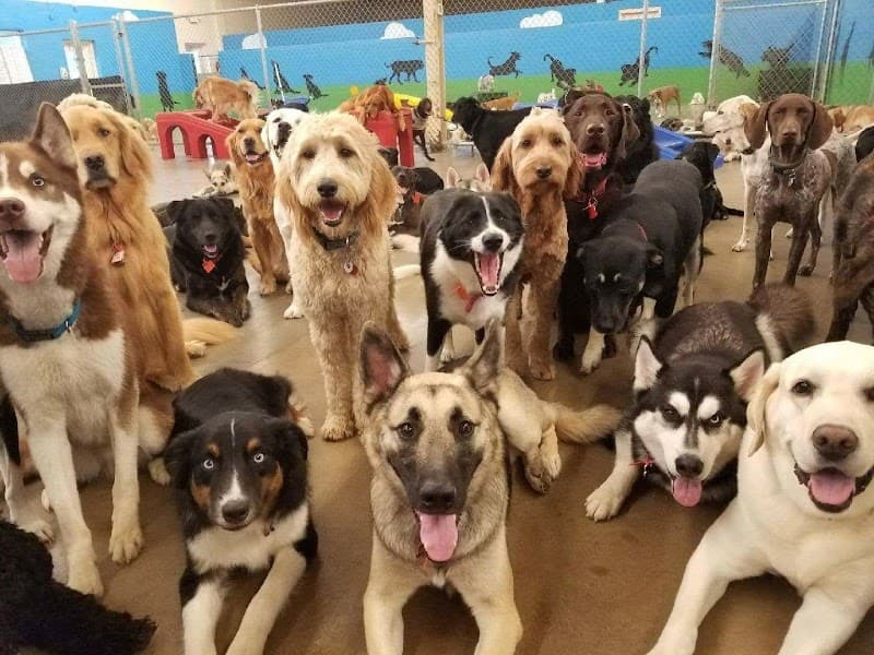 Lucky Dog Pet Care