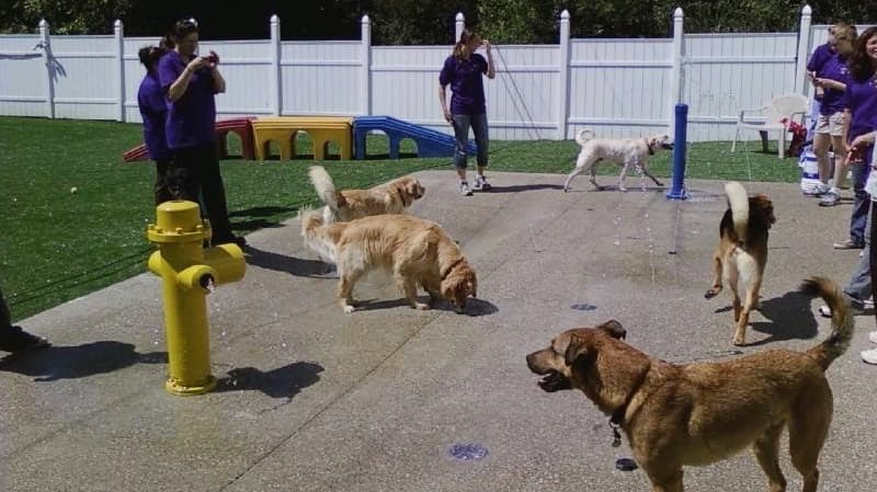 Hallidays Pet Resort & Day Care