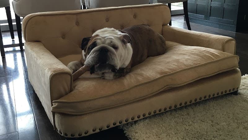 Modern Pet