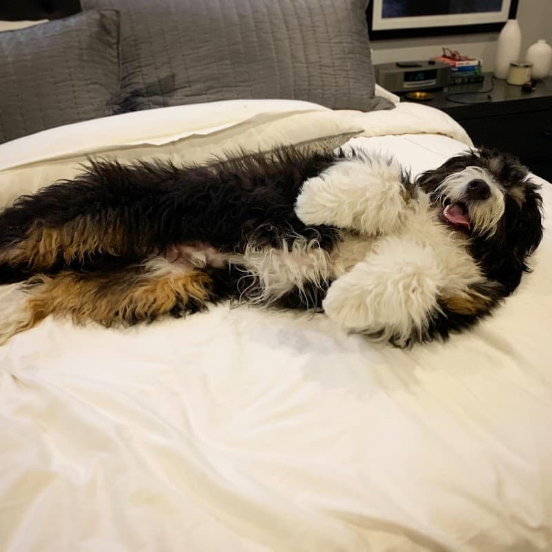 Modern Pet photo 2