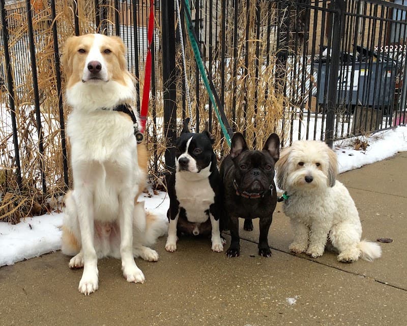 Modern Pet photo 3