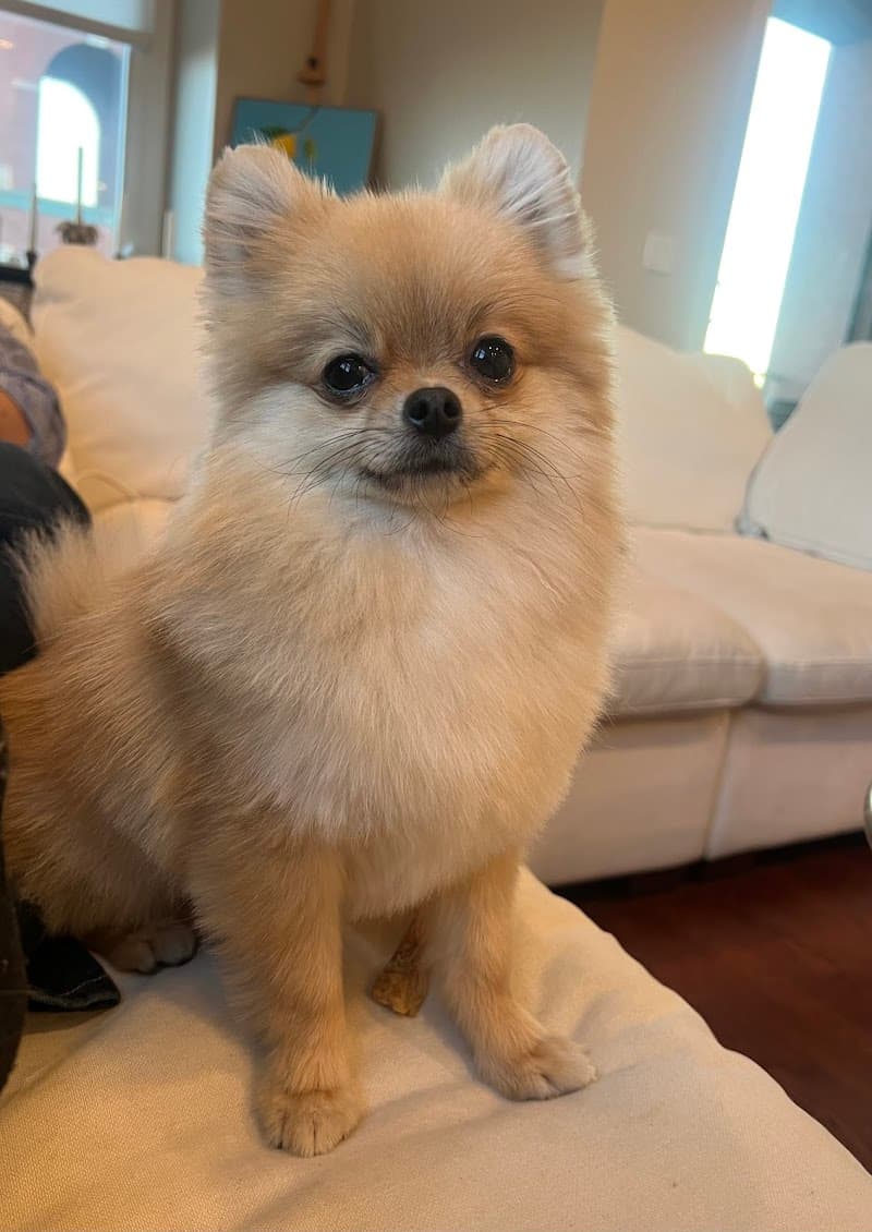 Kriser's Natural Pet photo 3