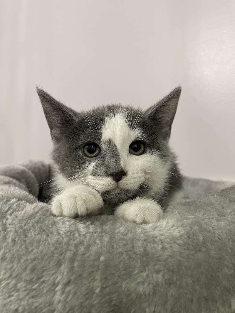 Humane Society of Clinton County photo 3