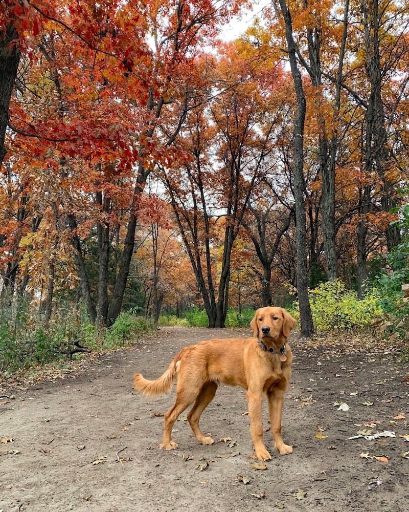 Southbridge Community Dog Park photo 2