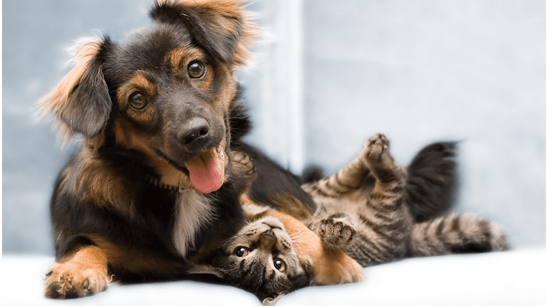 Avon Animal Hospital