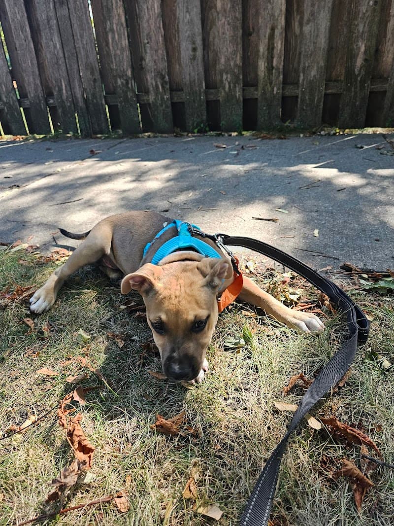 Chicago Canine Rescue photo 2