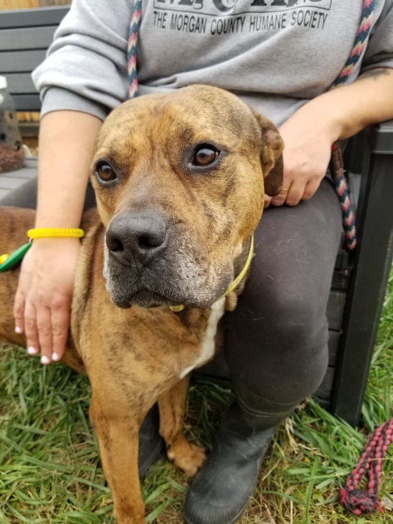 Morgan County Humane Society photo 2