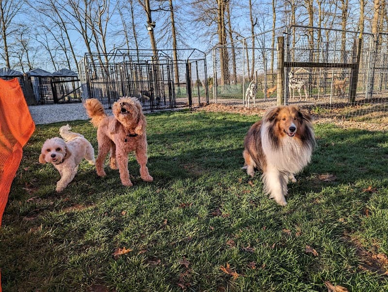 Heavenly Care Kennels photo 2