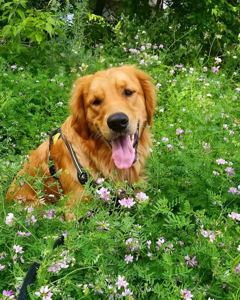 Ruff Love Dogs photo 3