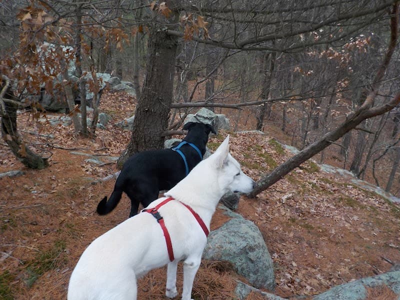 Adopt A Lab