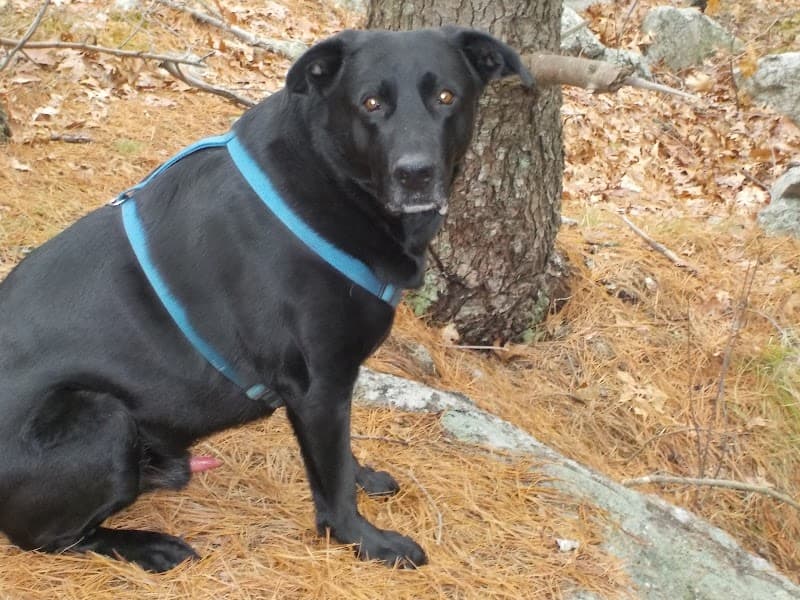 Adopt A Lab photo 3