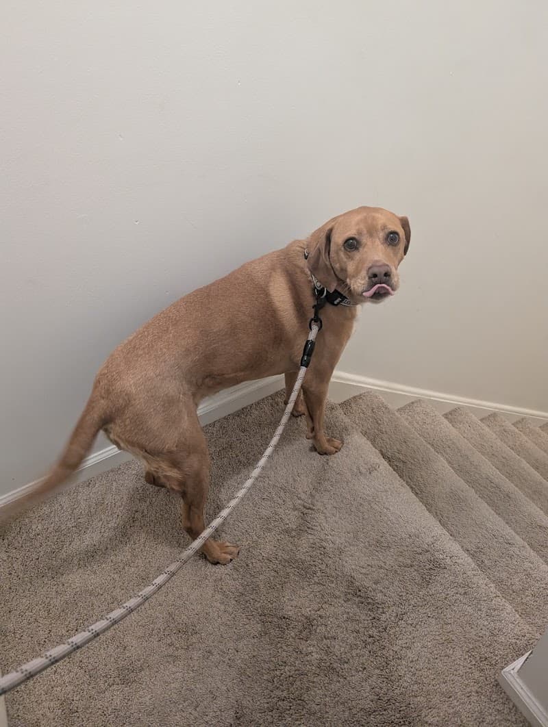Walk n' Wag photo 3