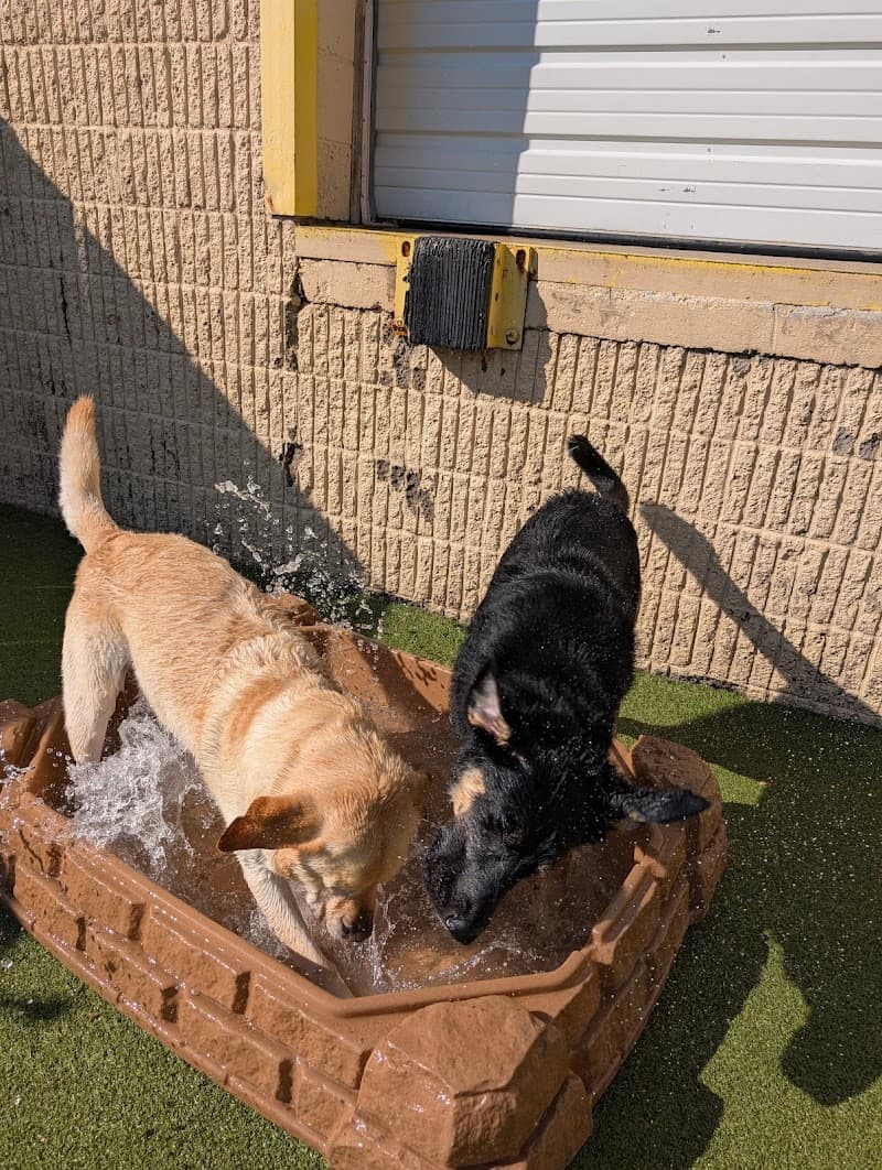 Wag 'n Woofs