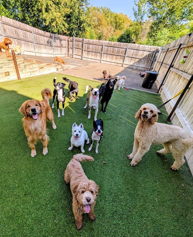 Wag 'n Woofs photo 2