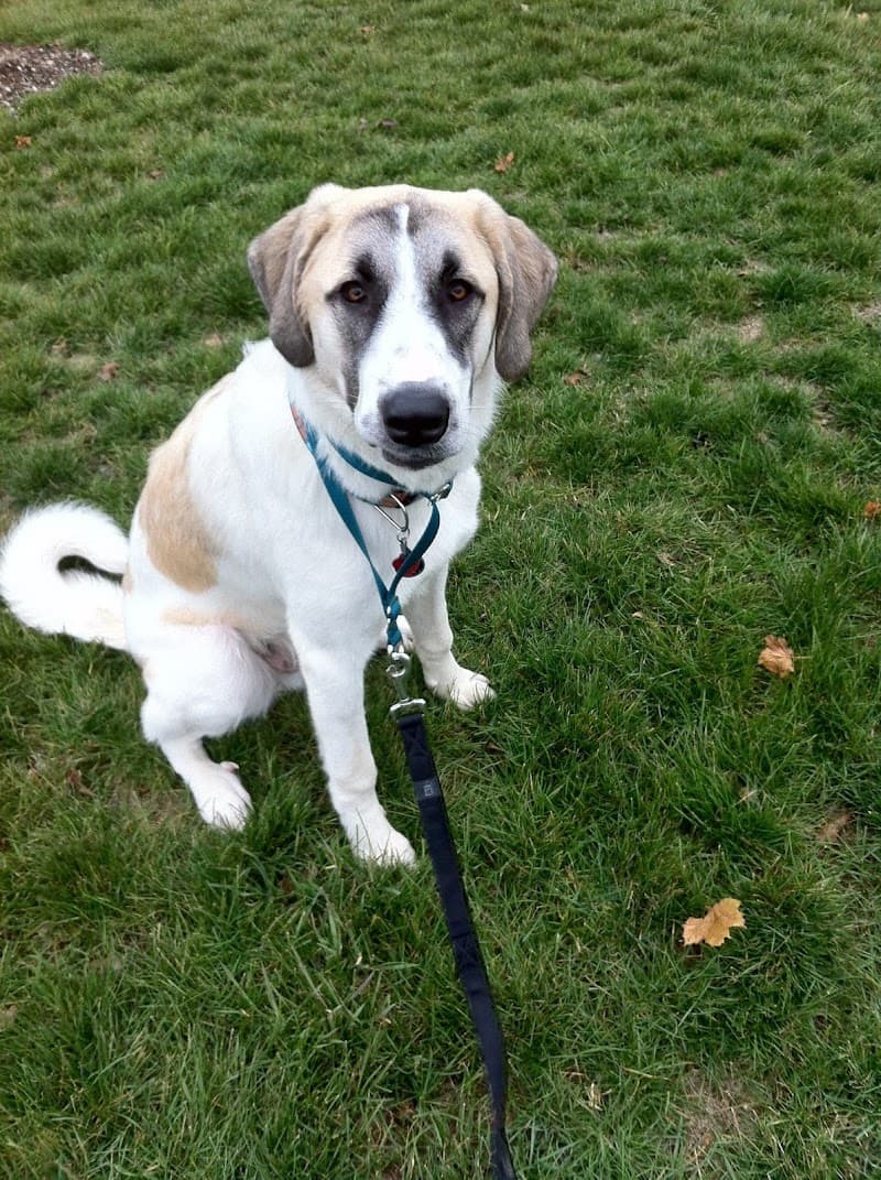 Dog Gone Walkin'