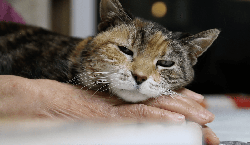 Touched by an Animal