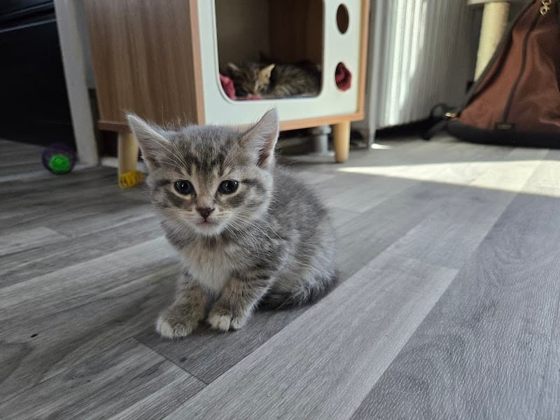 Touched by an Animal photo 3