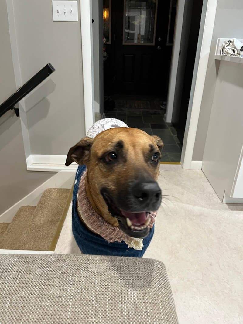 Paw Patch photo 3