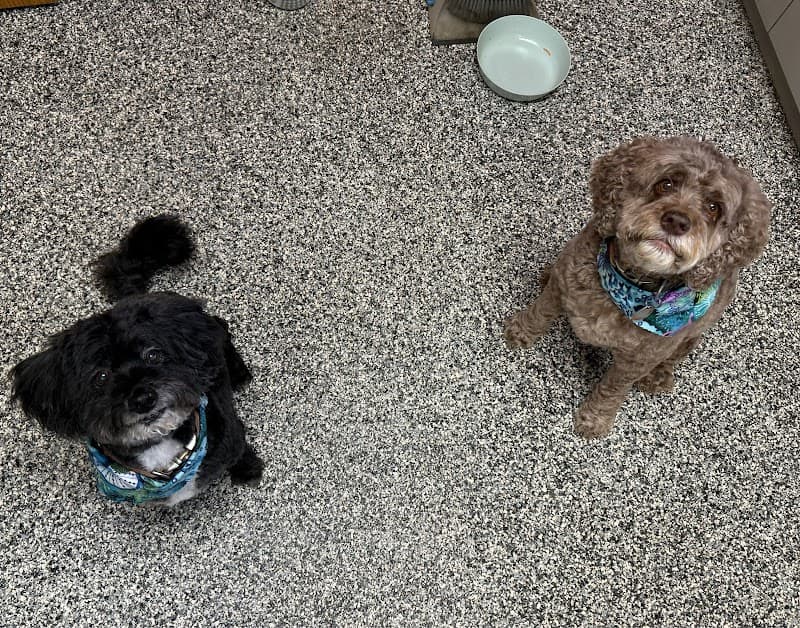 Artistic Mutt Grooming photo 2