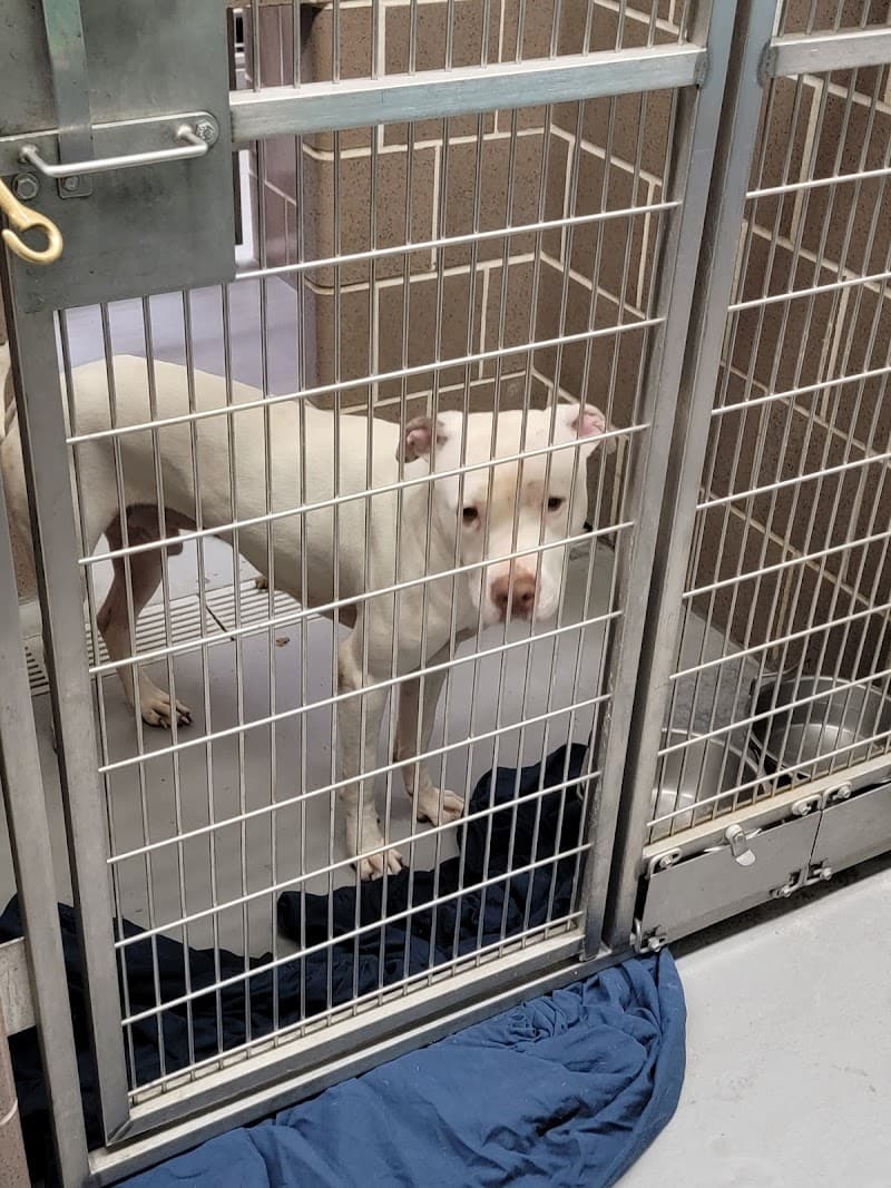 Friends of Chicago Animal Care + Control photo 2