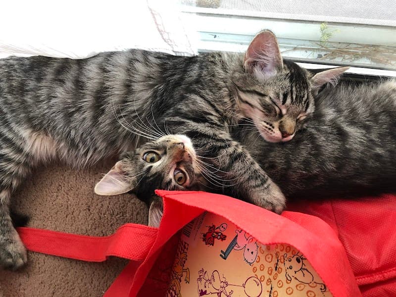 A Purrfurred Pet Care Service