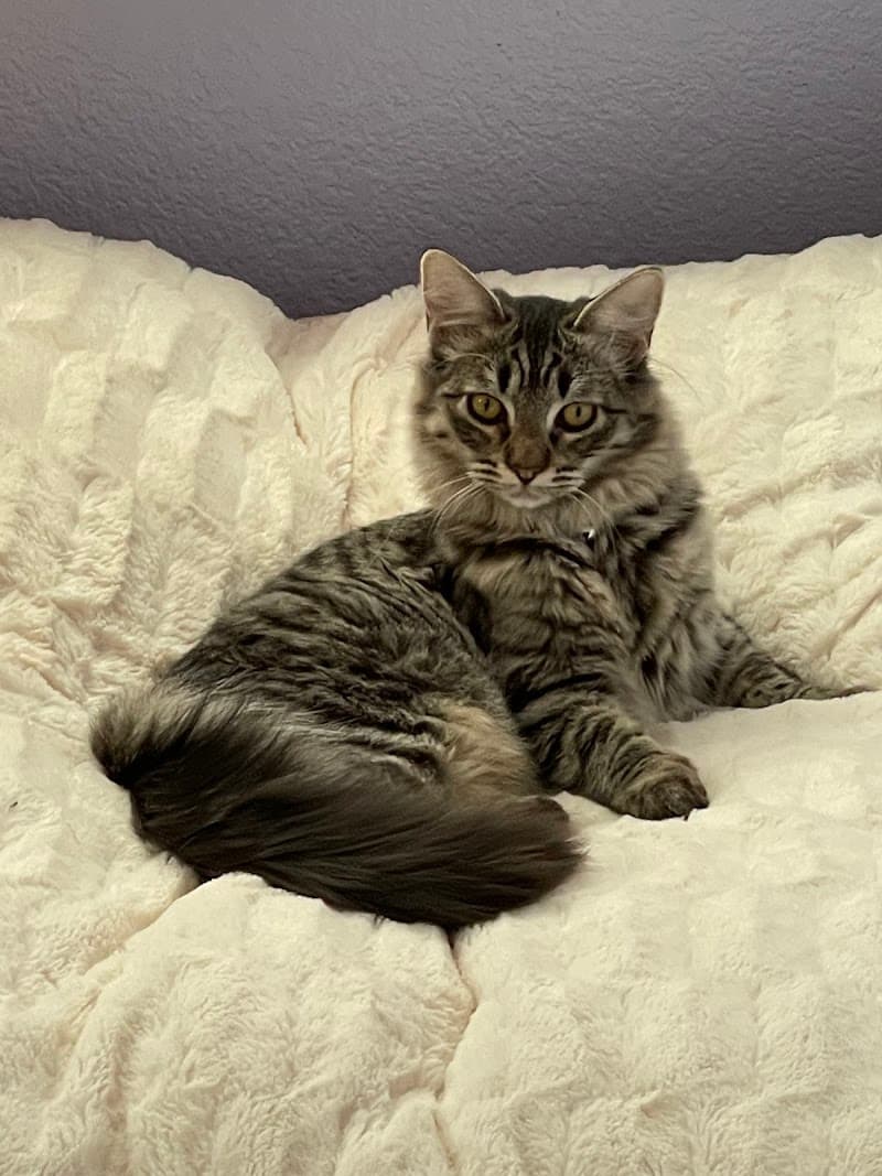 A Purrfurred Pet Care Service photo 2
